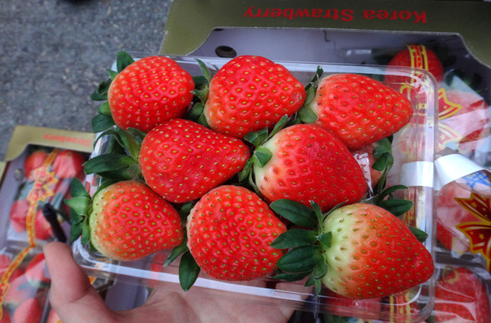 크기와 맛이 일품인 한국산 딸기 ‘설향’