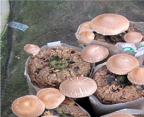 산림청 국립산림과학원이 개발한 표고버섯 신품종 ‘산마루1호’