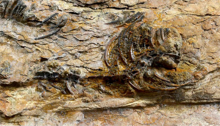 경남 하동에서 완전한 형태로 발견된 한국 최초의 육식 공룡 골격 화석. 