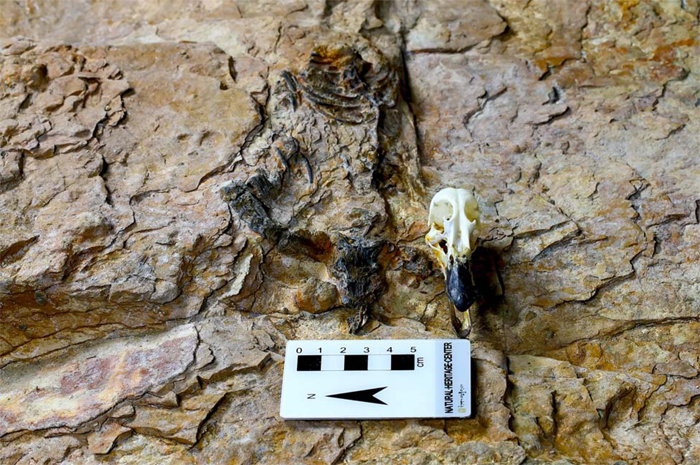 이번에 발견된 육식 공룡의 골격 화석(왼쪽)과 흉머리오리의 두개골을 비교한 모습 