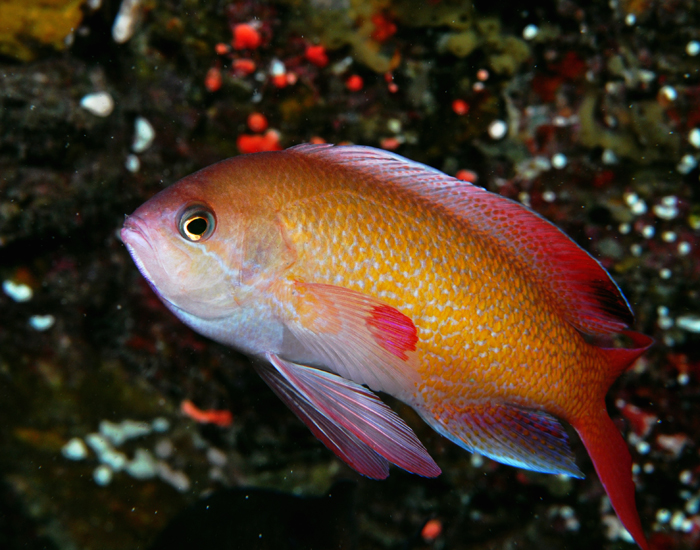 tropicalfish-140414-1.jpg