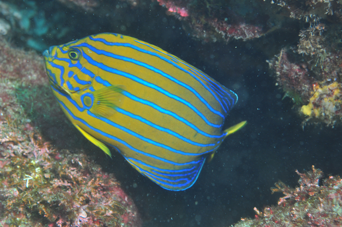 tropicalfish-140414-4.jpg