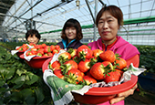 韓国産イチゴ、ベトナムに輸出