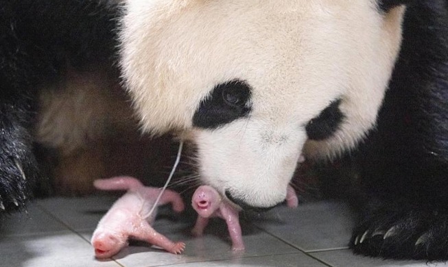 韓国初、双子の赤ちゃんパンダ誕生