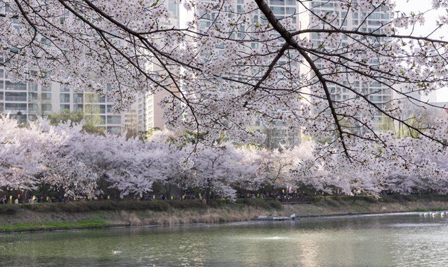 石村湖 桜祭り