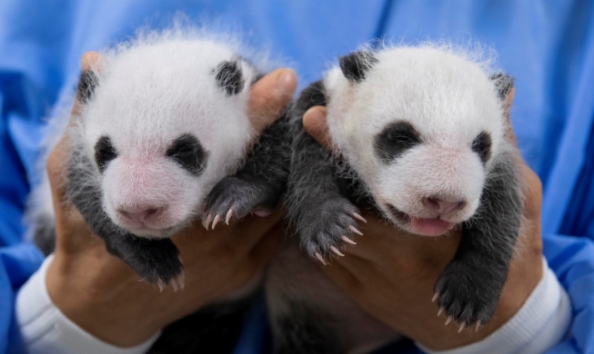 生まれて１カ月、韓国初の双子のパンダ