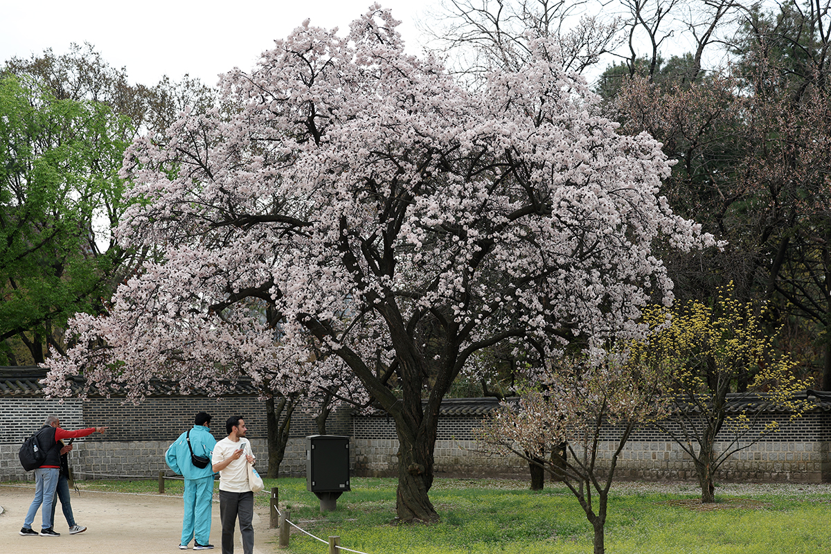  ５日の午前、ソウル市内にある昌徳宮で、外国人観光客が桜を眺めている。