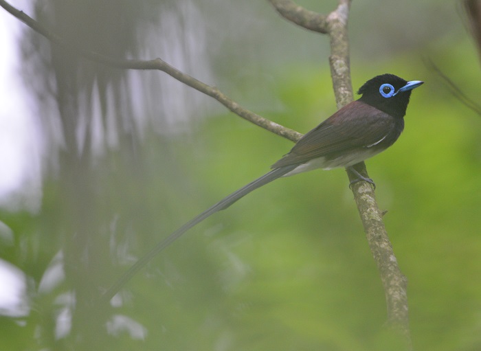 小枝鳥 熱帯・希少鳥類 韓国に飛来 : Korea.net : The official website of