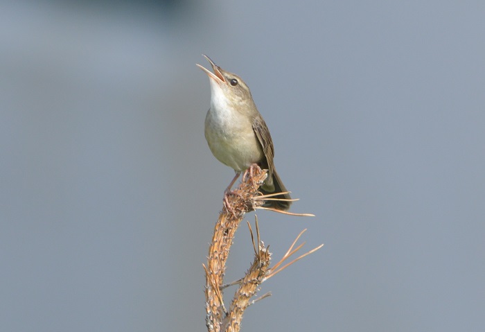 150703_Korea_bird_6.jpg