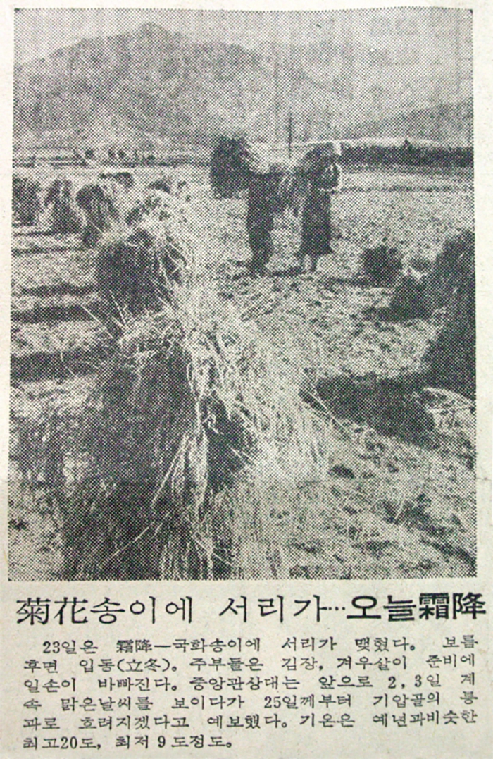 かつては新聞に霜降を知らせる記事が載ることも。この時期には晴れの日が多く菊が満開するので菊酒を飲み、行楽を楽しむ風習があった