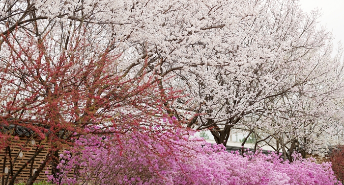 桜とツツジが満開の国立中央博物館