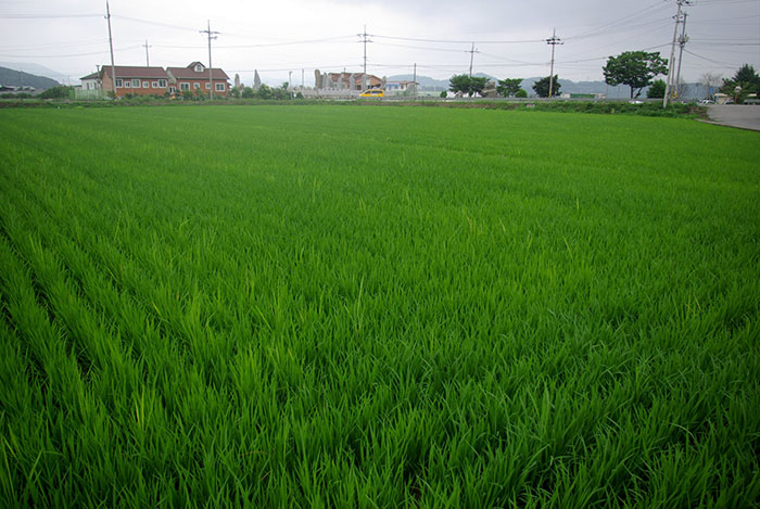 20160520_Soman_01.jpg