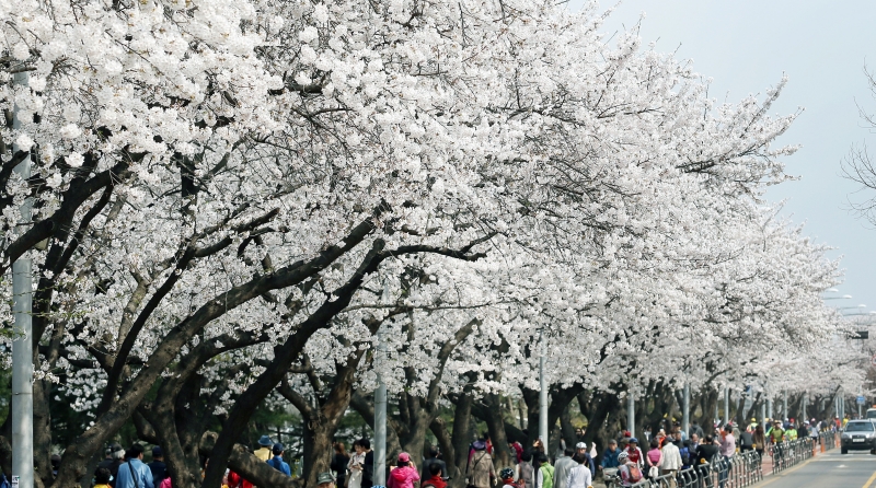 桜の開花はいつ頃 釜山日 ソウル4月2日 Korea Net The Official Website Of The Republic Of Korea