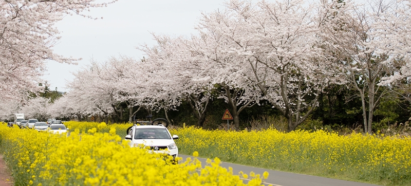 済州島の桜と菜の花＝キム・シュンジュ撮影