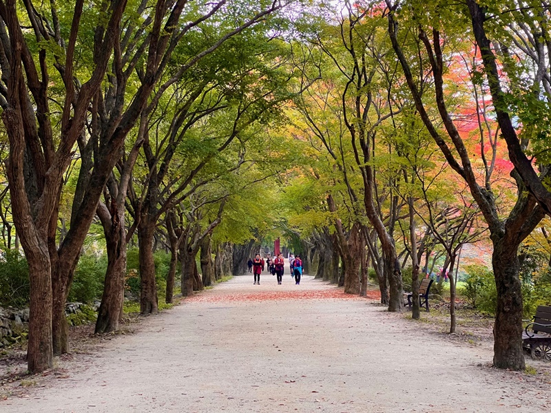毎年秋になると色とりどりに染まる１０８紅葉トンネル道は、内蔵山国立公園を訪れる観覧客なら必ず訪れる必須散策コースだ＝２６日、井邑