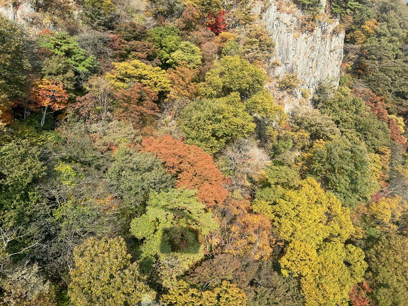 ケーブルカーから見下ろす紅葉に染まった内蔵山の姿＝２６日、井邑