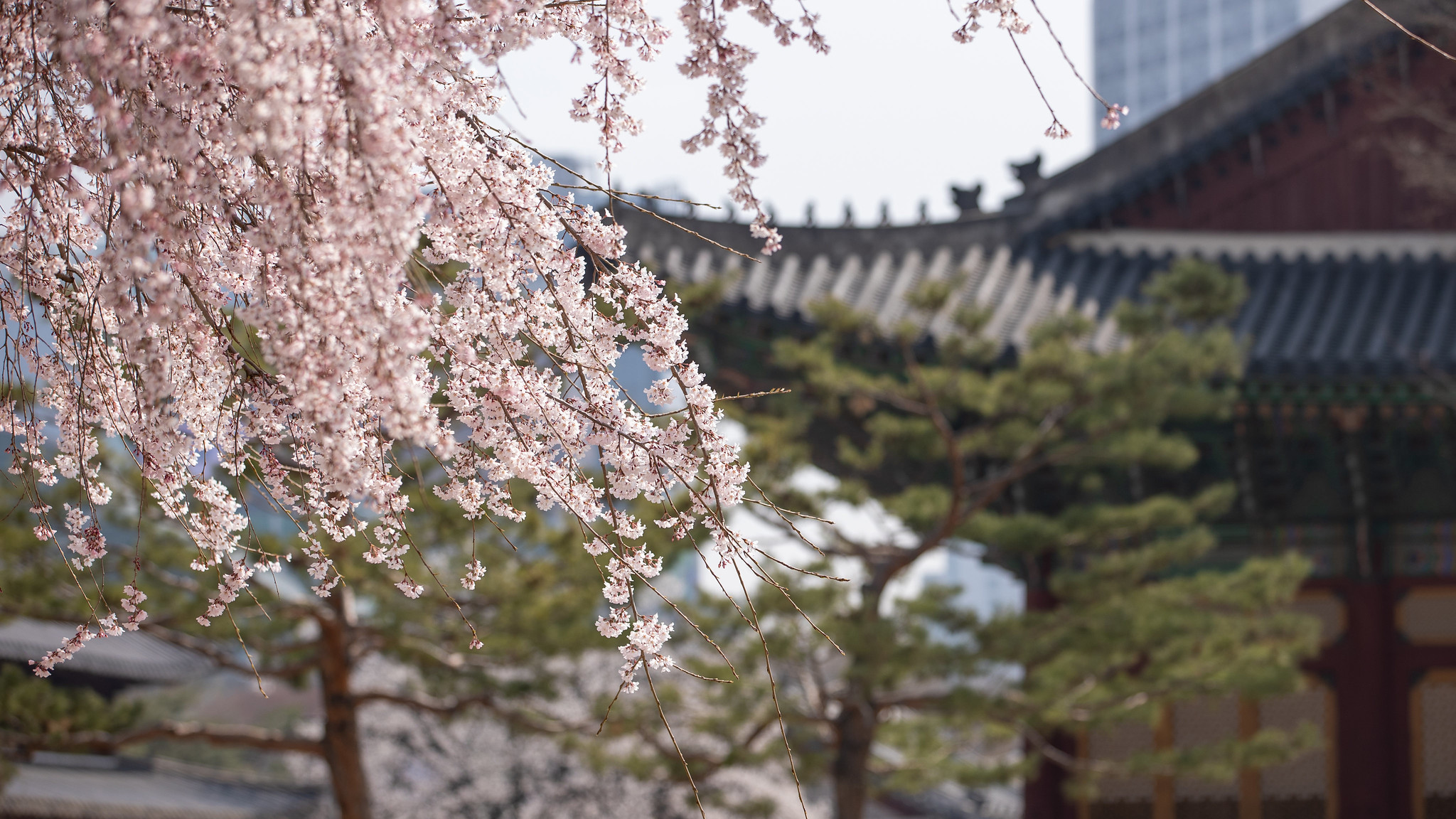 桜が満開の徳寿宮＝KOREA.net DB