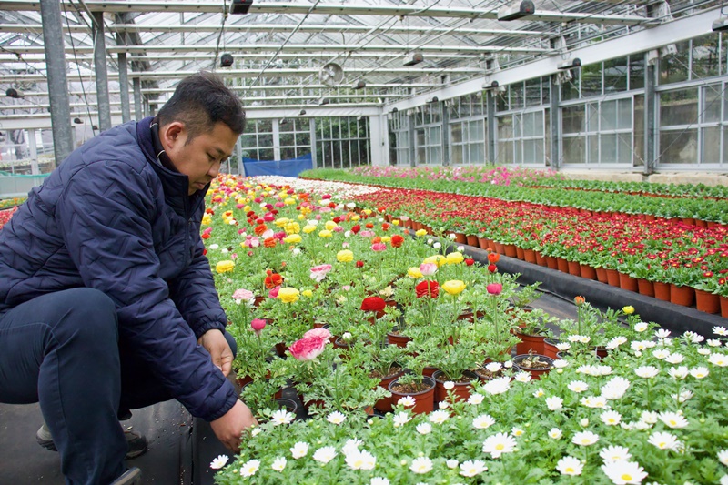 慶尚南道・鎮海の養苗場のガラスハウスで、花の状態を確認する作業員 