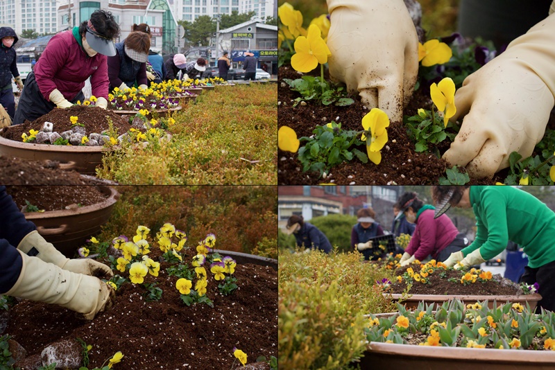 慶尚南道・昌原市・鎮海区にある北原ロータリー花壇の花植え作業で、忙しい作業員たち。