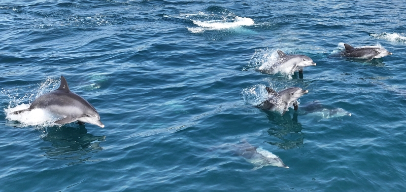 １８日、済州島の沖でミナミハンドウイルカの群れが泳いでいる。