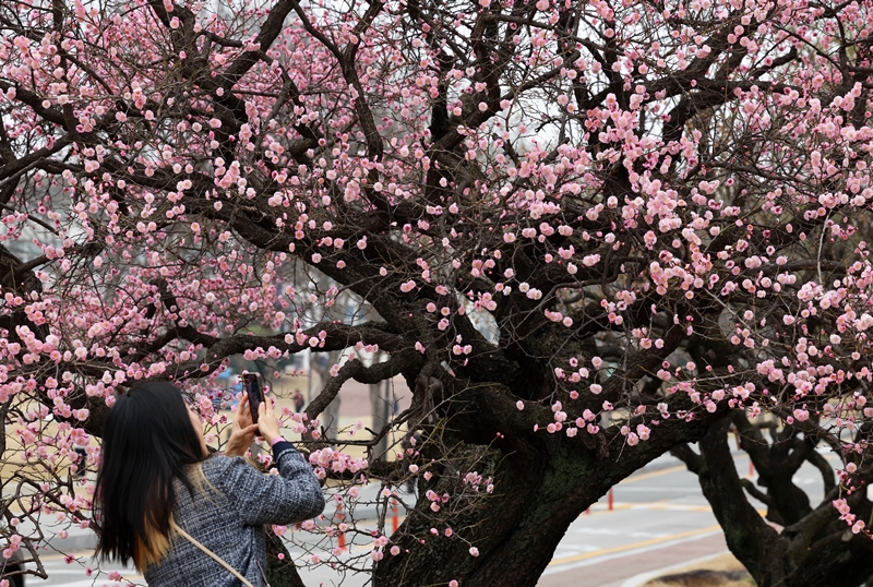 [写真＝聯合ニュース] １９日、光州市内にある全南大学で開花した紅梅を、市民が写真撮影している。 .