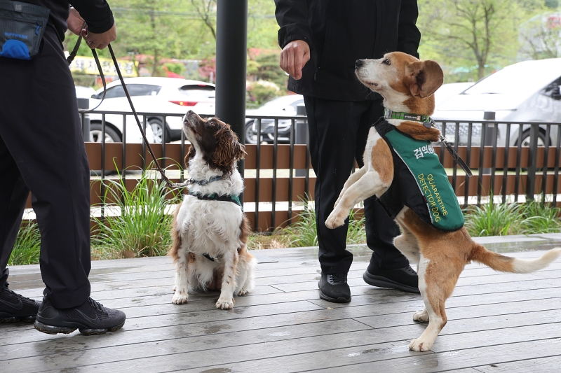 ２４日、京畿道・南楊州市のあるカフェで、引退した検疫探知犬の里親募集を広報するイベントが行われた。 
