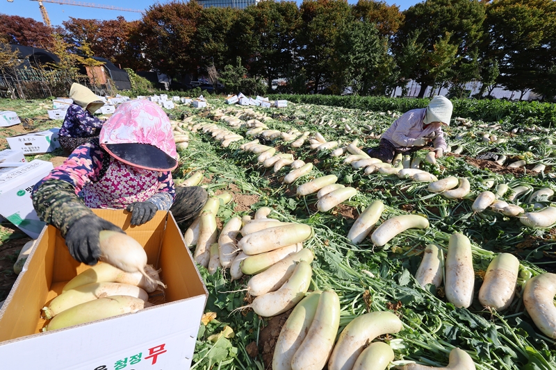 ６日、仁川市内にある広い大根畑で収穫作業が行われた。 