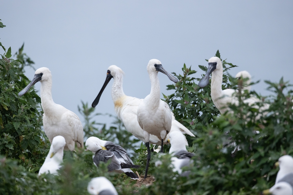 トキ科の渡り鳥で、夏は韓半島やロシアなどで繁殖し、冬は日本を含む東アジアの各国で過ごすクロツラヘラサギ＝国立生態院