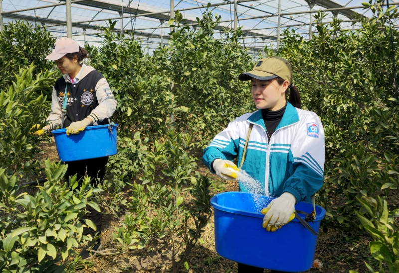 韓国政府は、今年から「ビザの発給規模の事前公表制」が本格的に行われる。写真は、ミカン農園で働くベトナムからの公共型季節労働者の様子＝２０２４年３月、済州・西帰浦市、聯合ニュース