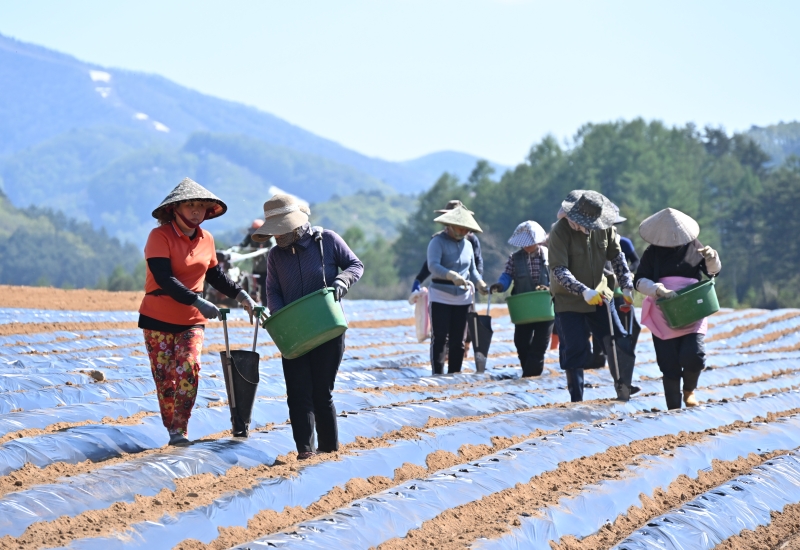 写真は、ジャガイモの種まきをする外国人労働者たち＝２０２４年５月、江原道・平昌郡、平将軍