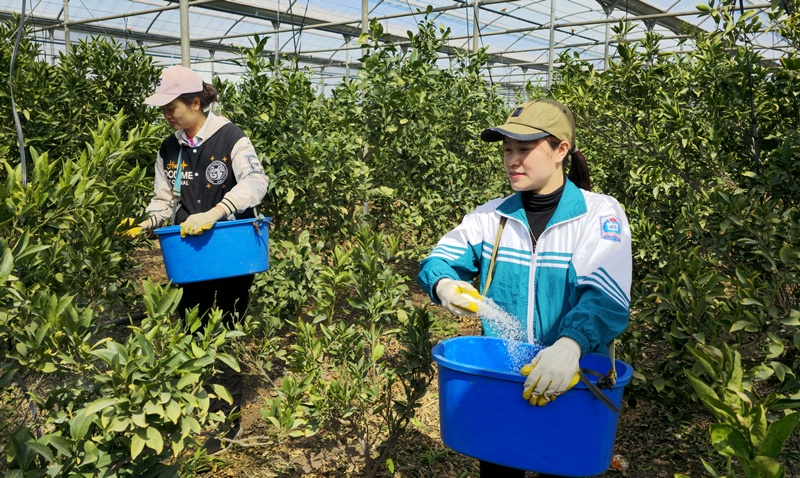 ミカン畑で働き外国人労働者の様子＝聯合ニュース 