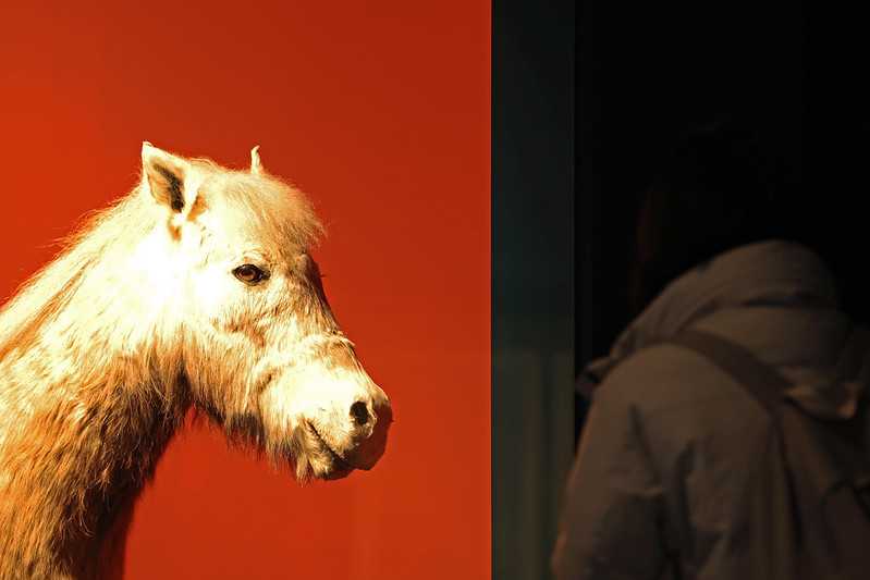 国立民俗博物館で、馬に関する特別展示が開かれる。済州島の在来種ポニーは、１９８６年に天然記念物に指定された＝１６日、ソウル、パク·デジン