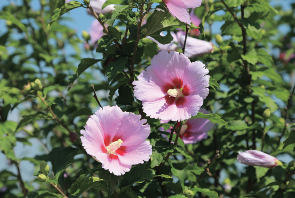 6. ムクゲ 強靭な生命力と端麗な美しさで、韓国のアイデンティティを表している。