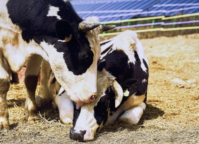 江原道（カンウォンド）・麟蹄（インジェ）群にあるサンクチュアリ「月昇る居場所」に保護されている牛＝動物解放の波