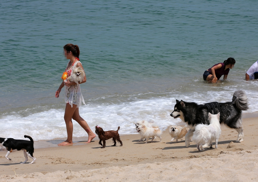 写真は、海岸で海水浴を楽しむ人々と一緒に過ごす犬たち＝江陵、連合ニュース