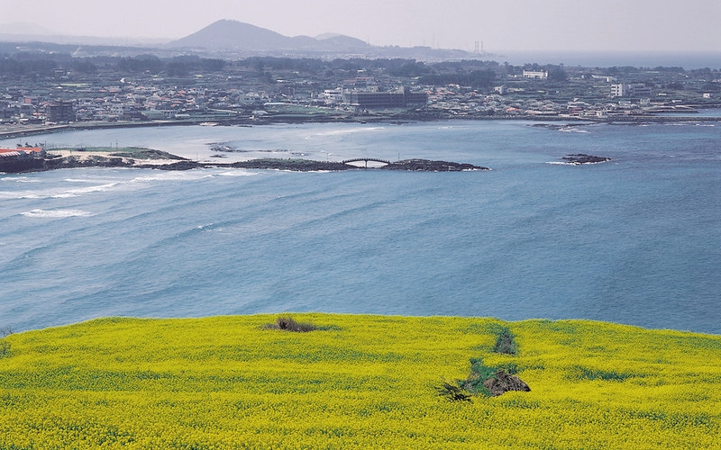 加波島の菜の花と海岸の風景＝済州、コリアネット