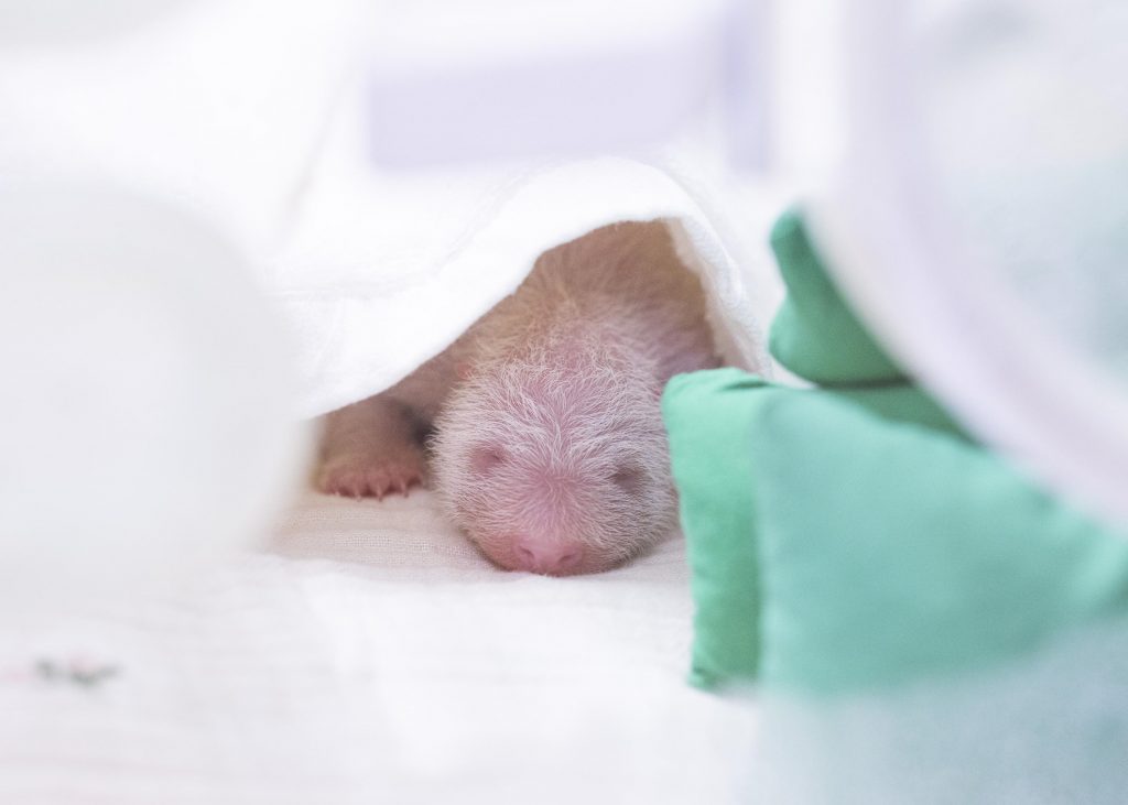 生まれた赤ちゃんパンダの様子＝３日、サムスン物産