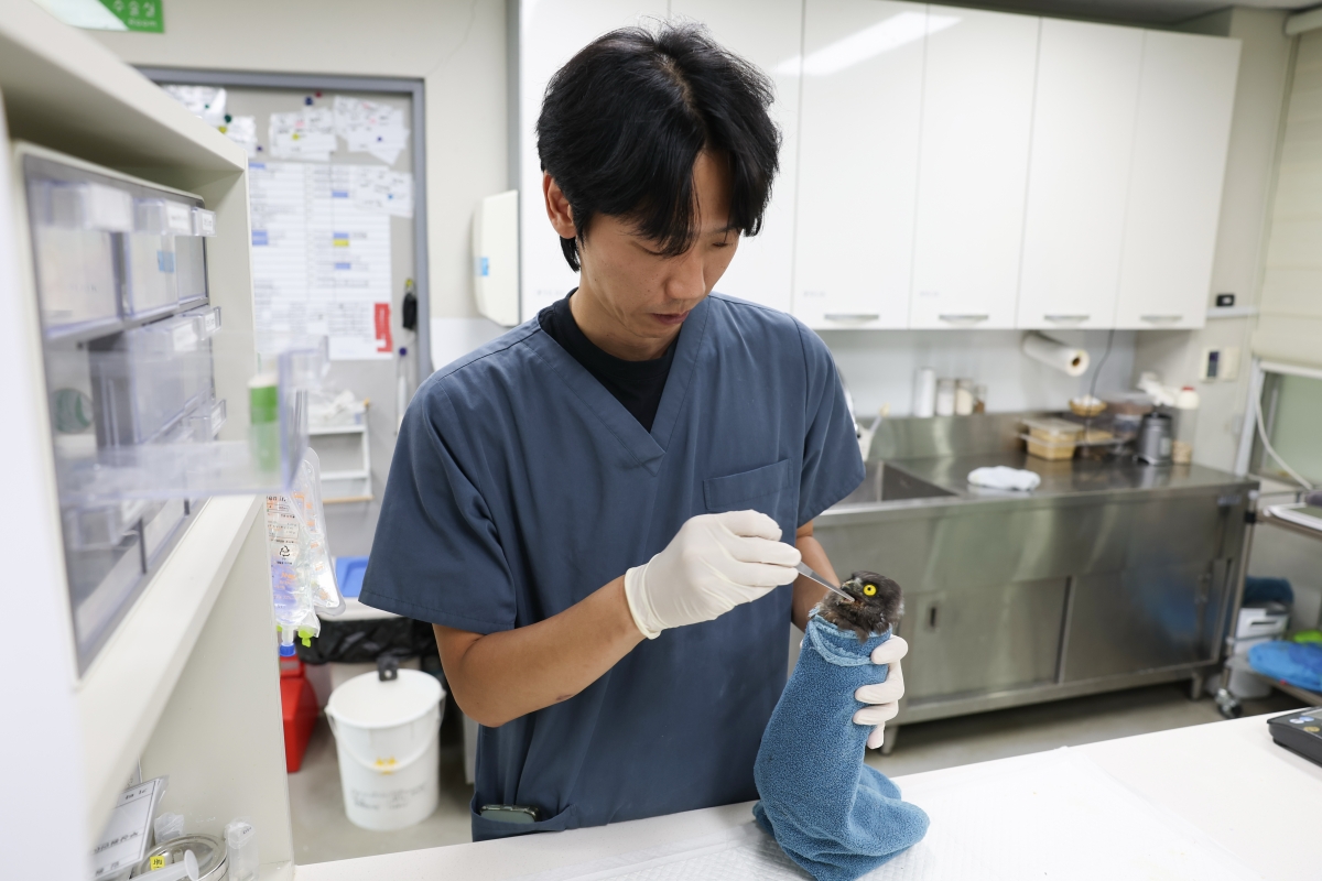 ２４日、釜山・沙下（サハ）区の洛東江（ナクドンガン）河口エコセンターの野生動物治療センターで、保護されたアオバズクのヒナにエサを与える獣医師。同センターは、傷ついた野生動物の治療やリハビリテーション、野生へと戻す役割を担い、生態系の保全に貢献している。