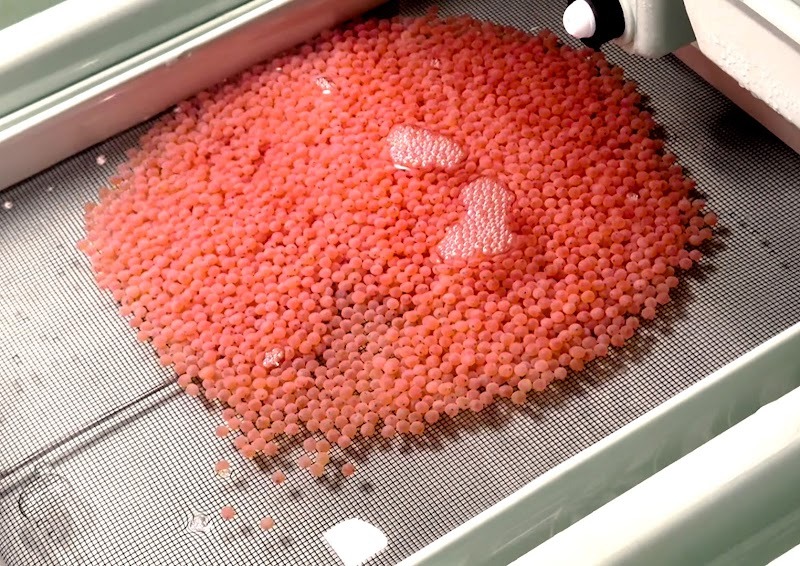 「エコアクアファーム」で養殖する発眼卵（ふ化直前で卵の中に目が確認できる状態）