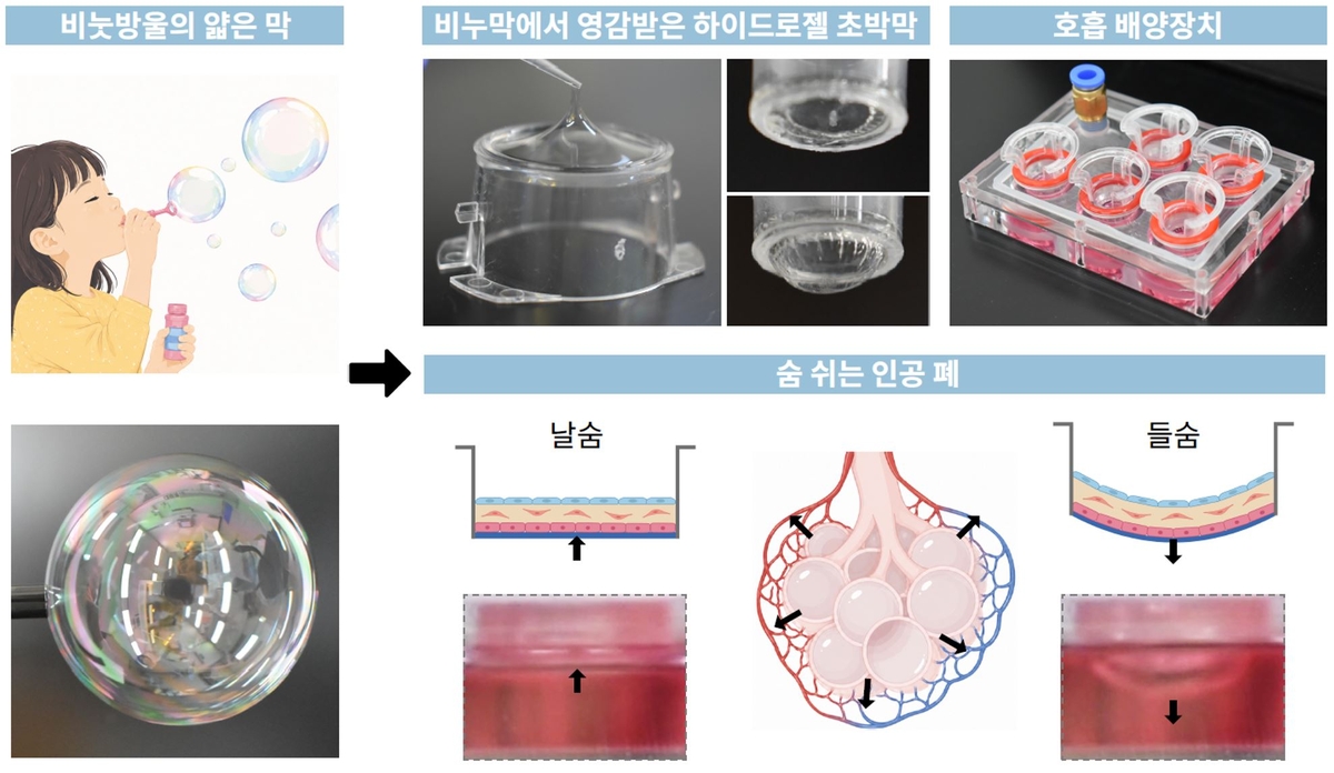シャボン玉の膜に着想を得た超薄膜の形成過程と、呼吸に伴う肺胞の動きを再現した３次元人工肺モデル＝ＰＯＳＴＥＣＨ