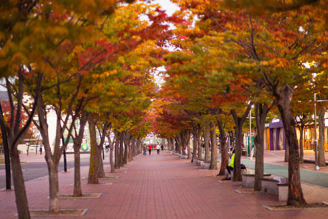 写真は、オリンピック公園の紅葉＝ソウル観光財団