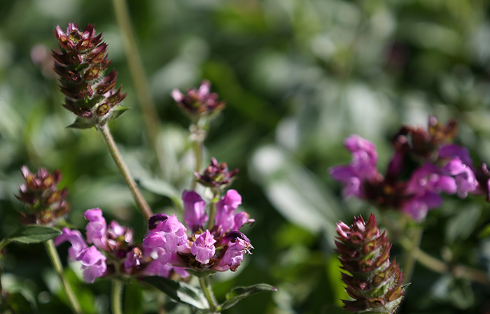 다년생초본인 꿀풀의 생약명은 ‘하고초’다. 경상남도 함양에서는 '하고초 축제'가 열리며 꿀풀로 만든 꿀은 '하고초꿀'로 불리며 특산물로 판매된다. 전한 기자