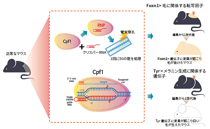 研究チームは新型切断酵素(Cpf1)を使ったゲノム編集技術で実験用の黒いマウスの受精卵からメラニン生成遺伝子を切り取り、白い毛のマウスを誕生させた。この手法は副作用がなく正確な結果を導出するため注目を集めている