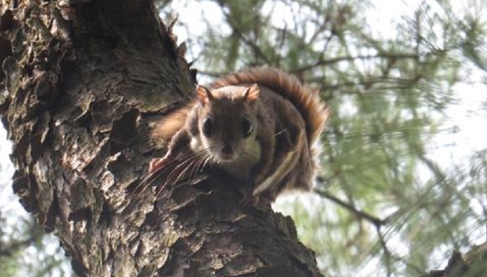 韓国の湿地保護区に生息することが確認された絶滅危惧Ⅱ級のエゾモモンガ