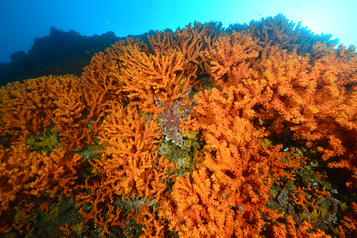 Dokdo_new_coral_2.jpg