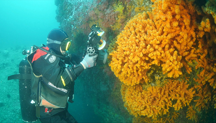 独島近くの海で発見された絶滅危惧種2級オノミチキサンゴの韓国最大の群落を調査している様子