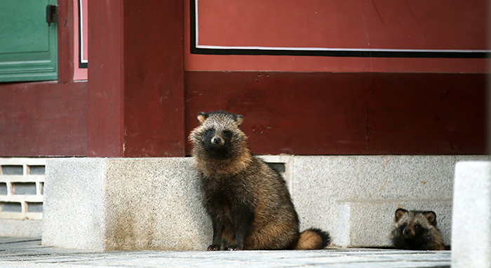 22일 창덕궁에서 만난 너구리 가족들이 관람객을 바라보고 있다. 창덕궁 관리소는 창덕궁 내에 다수의 너구리가 서식하고 있다며 마주 칠 경우 가까이 가지 말 것을 당부했다.