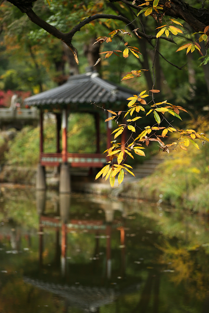 창덕궁 비원 관람정의 나뭇잎들이 22일 물들기 시작하며 완연한 가을 풍경을 뽐낼 준비를 하고 있다. 