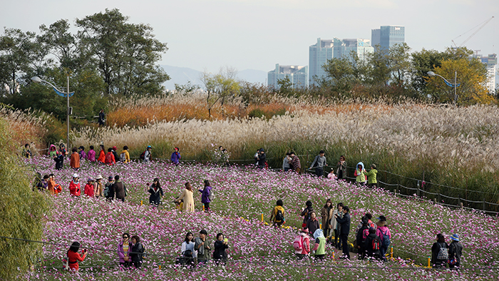 22일 상암동 하늘공원을 찾은 시민들이 억새풀을 배경으로 코스모스 길에서 사진을 찍으며 가을날 추억을 남기고 있다. 