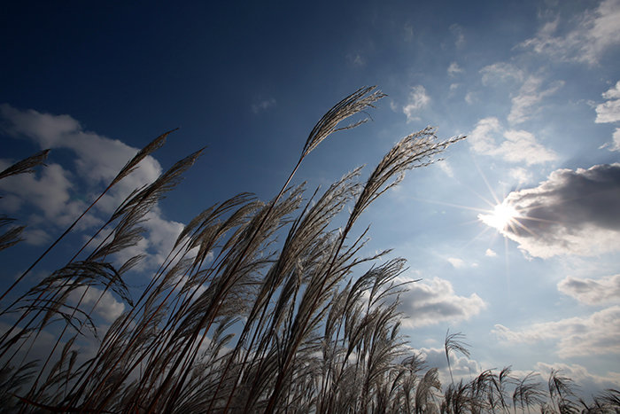 상암동 하늘공원의 억새풀이 푸른 가을하늘 아래 가을 햇살을 맞으며 은빛으로 빛나고 있다. 